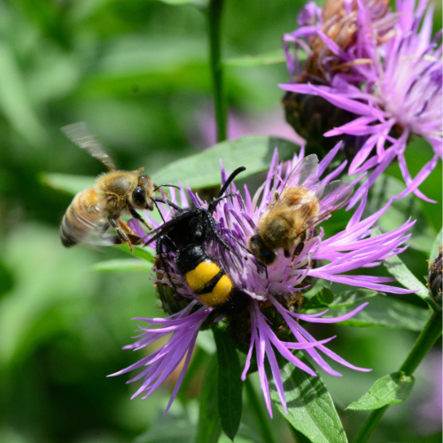 bees pollinating flowers